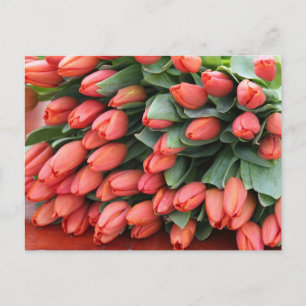Cartão Postal tulipas cor-de-rosa
