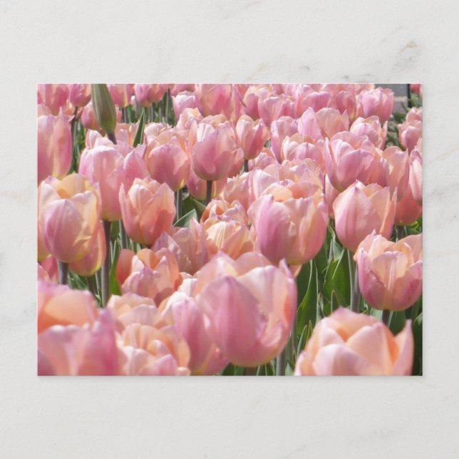 Cartão Postal Tulipas cor-de-rosa com beijos solares (Frente)
