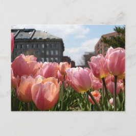 Cartão Postal Tulipas cor-de-rosa em Boston