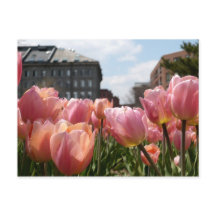 Tulipas cor-de-rosa em Boston