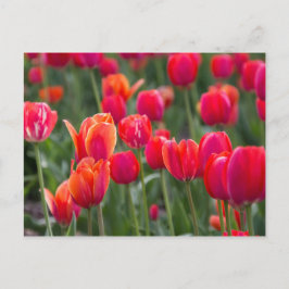 Cartão Postal Túlipas da primavera em Edmonton