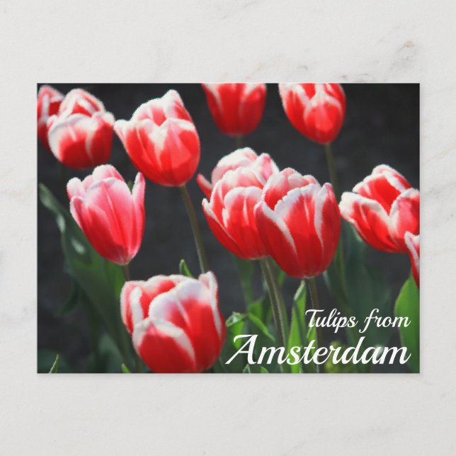 Cartão Postal Tulipas de Amsterdã (Frente)