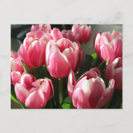 Cartão Postal Tulipas de Amsterdã 2