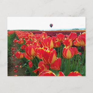 Cartão Postal Tulipas de Banja Luka num Campo com Balão de Ar Qu