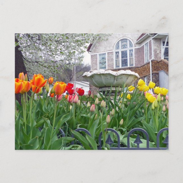 Cartão Postal Tulipas de primavera (Frente)