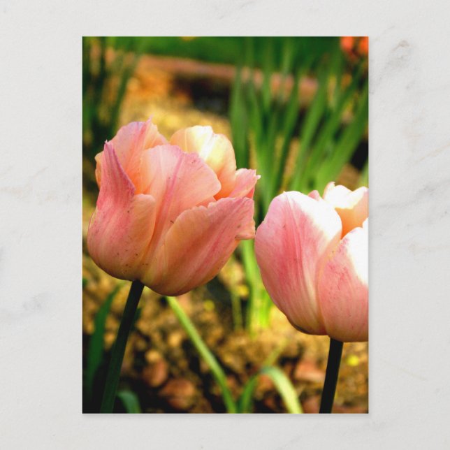Cartão Postal Tulipas de primavera (Frente)