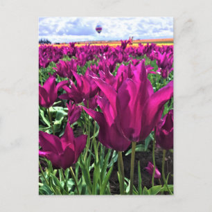 Cartão Postal Tulipas de Sonho Roxo