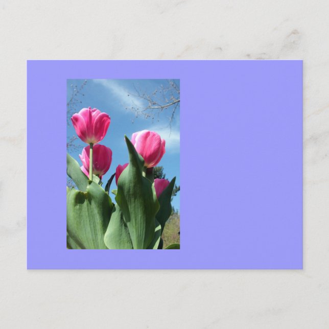 Cartão Postal Tulipas de torre (Frente)
