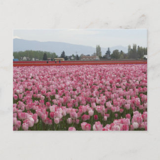 Cartão Postal Tulipas do Vale do Skagit Rosa