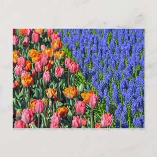 Cartão Postal Tulipas e flores de muscari