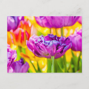 Cartão Postal Tulipas Encantadoras Rosa Escuro