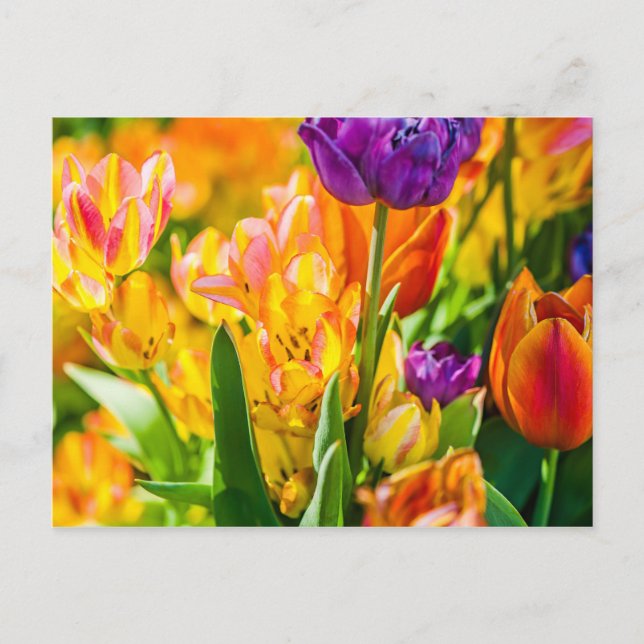Cartão Postal Tulipas Enfeitiçantes 01 (Frente)