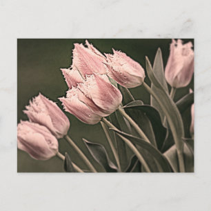 Cartão Postal Tulipas Estilizadas