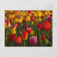 Tulipas, Festival das Tulipas, Woodburn, Oregon, E