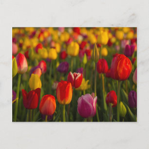 Cartão Postal Tulipas, Festival das Tulipas, Woodburn, Oregon, E