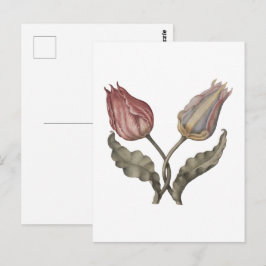Cartão Postal Tulipas, flor da primavera ilustração botânica vin