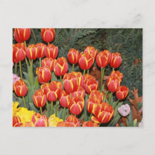 Cartão Postal Túlipas Florindo!
