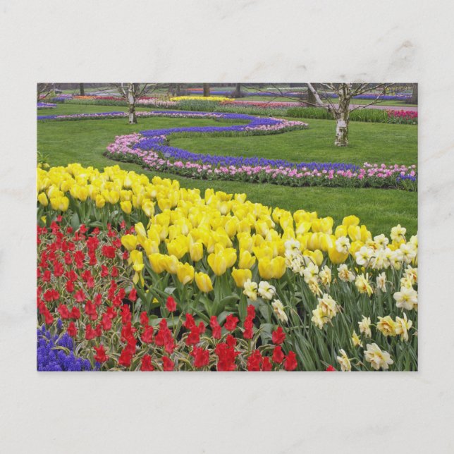 Cartão Postal Tulipas, Hyacinth de Uvas e Daffodils, (Frente)