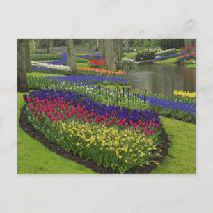 Cartão Postal Tulipas, jacintos e narcisos,