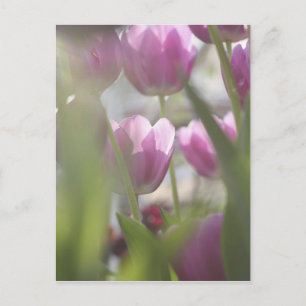 Cartão Postal Tulipas, Jardins Keukenhoff, Países Baixos.