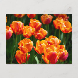 Cartão Postal Tulipas laranja brilhante no parque 