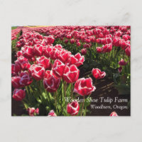 Tulipas Leen Van Der Mark, Oregon