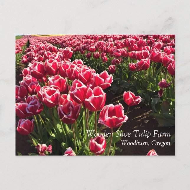 Cartão Postal Tulipas Leen Van Der Mark, Oregon (Frente)