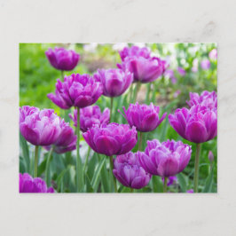 Cartão Postal Tulipas lilás brilhantes em um dia ensolarado 