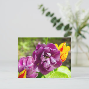 Cartão Postal Tulipas lilás em um dia ensolarado  