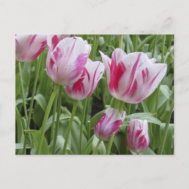 Cartão Postal Tulipas listradas do Peppermint (Frente)