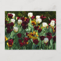 Tulipas Marrons e Amarelas Floral Colorido