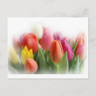 Cartão Postal tulipas multicolor