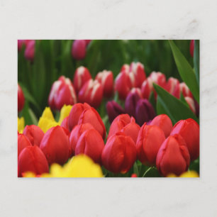 Cartão Postal tulipas multicoloridas