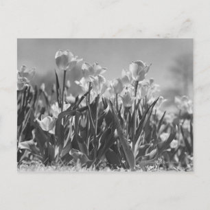Cartão Postal Tulipas na floração