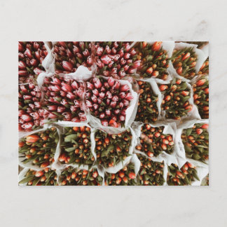 Cartão Postal Tulipas na Holanda