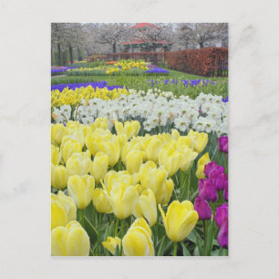 Cartão Postal Tulipas, narcídeos e flores de Hyacinto de Uvas,