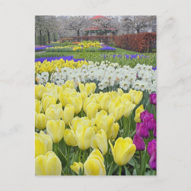 Cartão Postal Tulipas, narcisos e flores de Jacinto de Uva, (Frente)