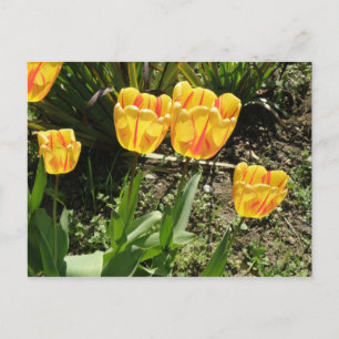 Cartão Postal Tulipas no Cartão-Postal Solar