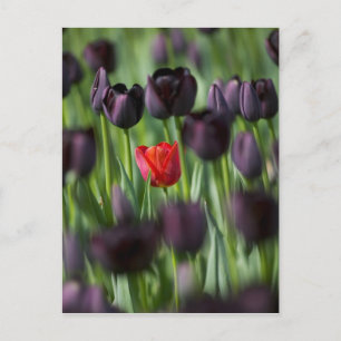 Cartão Postal Tulipas nos Jardins Keukenhof, Amsterdã,