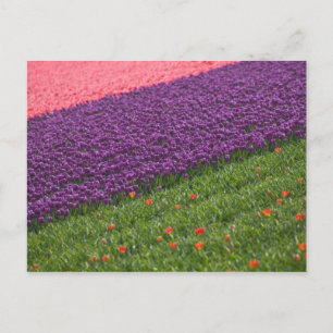 Cartão Postal Tulipas nos Jardins Keukenhof, Amsterdã, 3