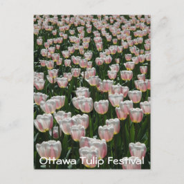 Cartão Postal Tulipas Prateadas e Rosa