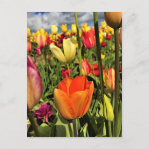 Cartão Postal Tulipas Primavera coloridas