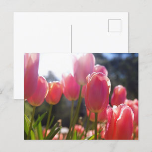 Cartão Postal Tulipas rosa