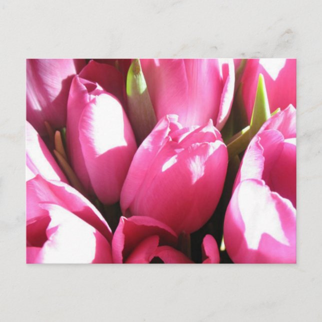 Cartão Postal Tulipas Rosa (Frente)