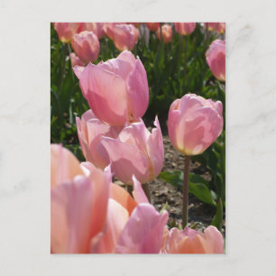 Cartão Postal Tulipas Rosa