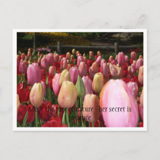 Cartão Postal tulipas rosa