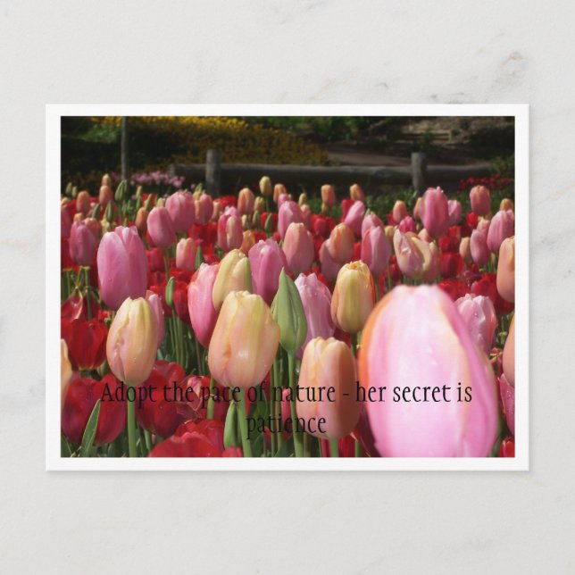Cartão Postal tulipas rosa (Frente)