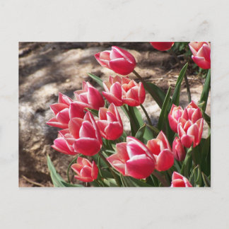 Cartão Postal Tulipas Rosa