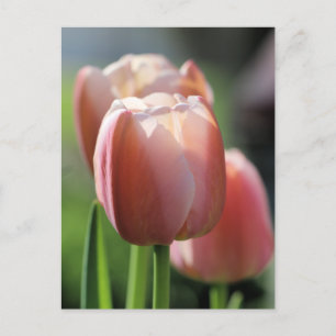 Cartão Postal Tulipas Rosa 