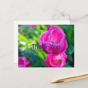 Cartão Postal Tulipas Rosa